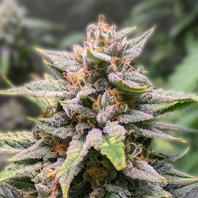 Discovering Marijuana Seeds Arizona Your Guide to Quality Genetics Discovering Marijuana Seeds Arizona Your Guide to Quality Genetics