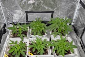 Discovering Marijuana Seeds Arizona Your Guide to Quality Genetics Discovering Marijuana Seeds Arizona Your Guide to Quality Genetics