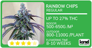 Discovering Marijuana Seeds Arizona Your Guide to Quality Genetics Discovering Marijuana Seeds Arizona Your Guide to Quality Genetics